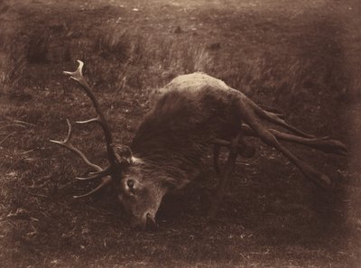 Mrtvý jelen,1857 (foto) od Horatio Ross