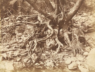 Strom se spletí kořenů, 1853 (foto) od Hugh Owen