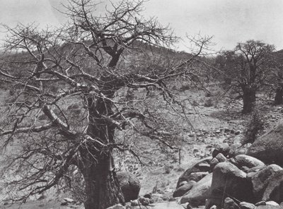 Afrika: Baobab, Dar Nuba (čb fotografie) od Hugo Adolf Bernatzik