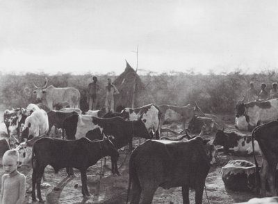 Afrika: Kraal pro dobytek na břehu řeky Bahr el Zeraf (čb fotografie) od Hugo Adolf Bernatzik