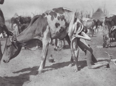 Afrika: Severní Dinka fouká krávu (čb fotografie) od Hugo Adolf Bernatzik