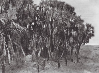 Afrika: Nuerští lovci v palmovém lese (čb fotografie) od Hugo Adolf Bernatzik