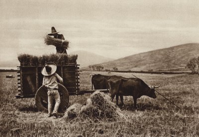 Mexiko: Zemědělci sklízejí pšenici (čb fotografie) od Hugo Brehme
