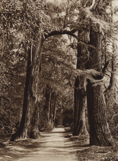 Mexiko: hlavní město Mejico, park Chapultepec, Alameda de los Filosofos (čb fotografie) od Hugo Brehme