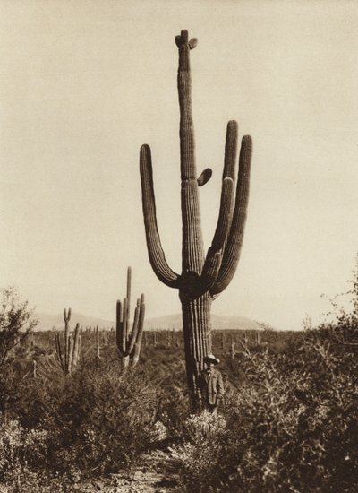Mexiko: "Cereus giganteus" v okolí města Magdalena, stát Sonora (čb fotografie) od Hugo Brehme