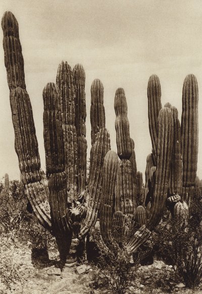 Mexiko: Guaymas, "Cereus Pringlei", Estado Sonora (čb fotografie) od Hugo Brehme