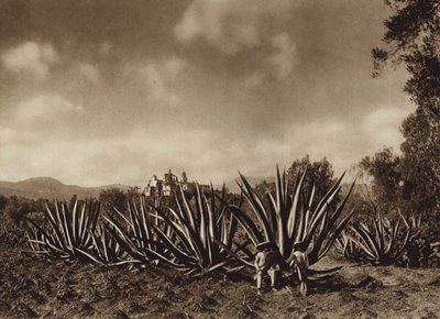 Mexiko: Okolí Tepepamu s agávovým polem (čb fotografie) od Hugo Brehme