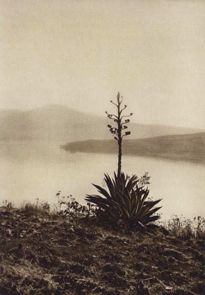 Mexiko: břeh jezera Chapala s kvetoucími agáve (čb fotografie) od Hugo Brehme