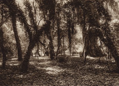 Mexiko: Idylické místo v parku Chapultepec (čb fotografie) od Hugo Brehme