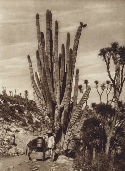 Mexiko: Salinas de Tehuacan s "Pilocereus Tetezo" (čb fotografie) od Hugo Brehme
