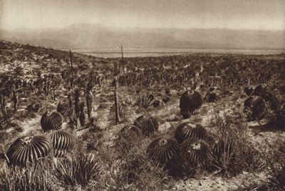 Mexiko: Sierra de Tehuacan, V přední části "Echinocactus grandis" (čb fotografie) od Hugo Brehme