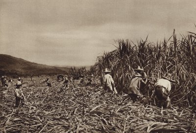 Mexiko: Tamasopo, sklizeň cukrové třtiny (čb fotografie) od Hugo Brehme