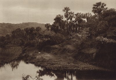 Mexiko: Tamasopo, palmová krajina (čb fotografie) od Hugo Brehme