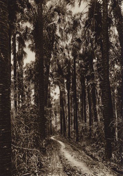 Mexiko: Tamasopo, Palmar (čb fotografie) od Hugo Brehme