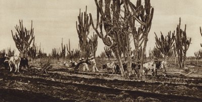 Mexiko: Práce v terénu, stát Sinaloa (čb fotografie) od Hugo Brehme
