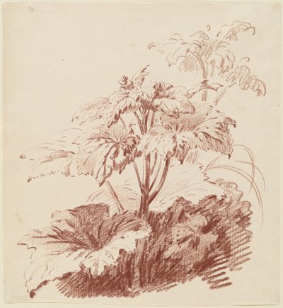 Kvetoucí rostlina s pupeny od I Jean Baptiste Hüet