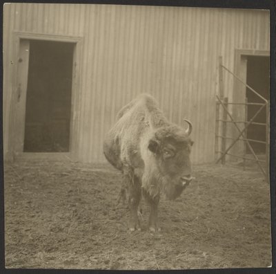 Bison od Iakob Vladimirovich Shteinberg