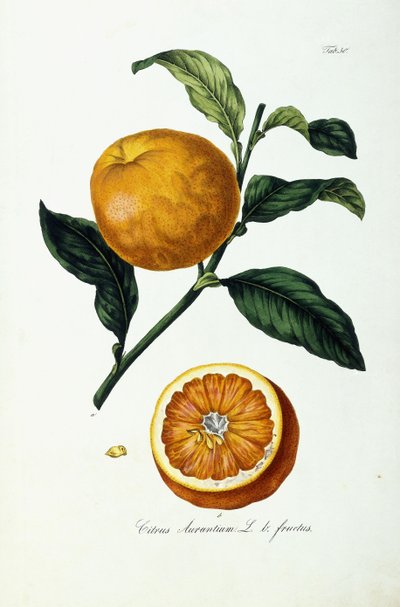Oranžové ovoce, citrusy od Ignaz (after) Strenzl