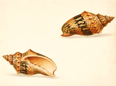Shell Study (kombinovaná média) od Ignaz Von (manner of) Born