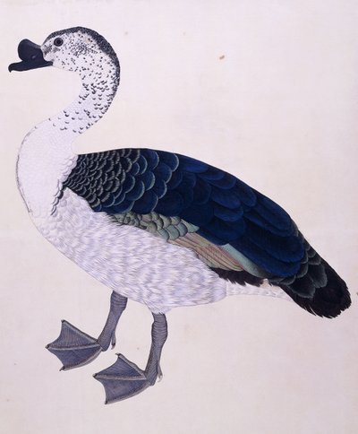 Hřebenová kachna, cca 1800 od Indian School