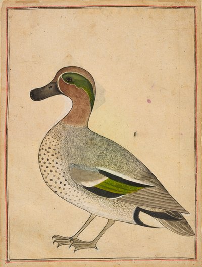 Teal zelenokřídlý, kolem roku 1730 od Indian School