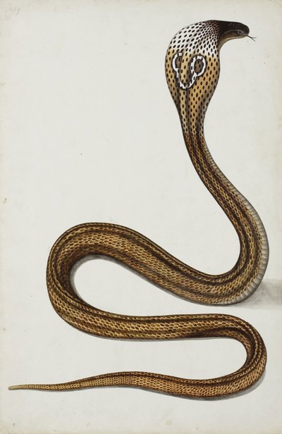 Kobra (Maja tripudians) s roztaženou kapucí, 1785-89 (neprůhledné wc na papíře) od Indian School