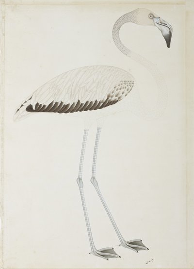 Flamingo, cca 1780 (neprůhledné wc na papíře) od Indian School