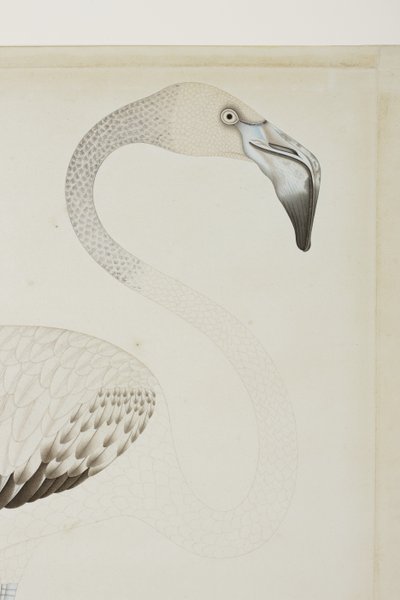 Plameňák, detail, cca 1780 (neprůhledné wc na papíře) od Indian School