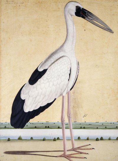Čáp s otevřenými zobáky, c. 1780 od Indian School
