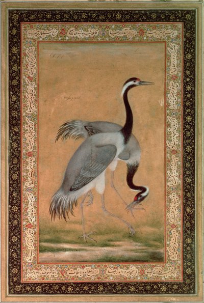 Jeřábi od Mansúra, Jahangir Period, Mughal od Indian School
