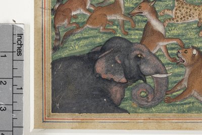 Detail z Šakal, který se prohlásil za krále, kolem 1560-65 (neprůhledné wc a zlato na papíře) od Indian School