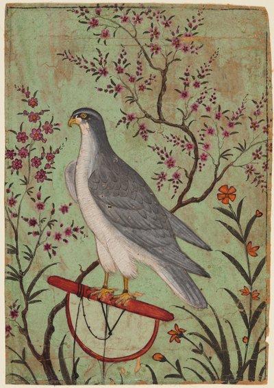 Sokol na okounu, asi 1610 (barva na papíře) od Indian School