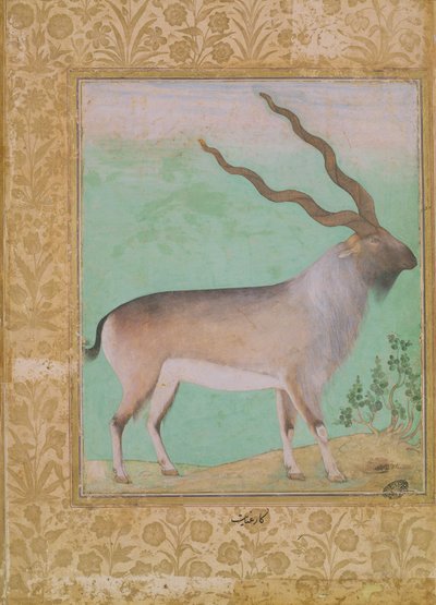 Kozorožec, Mughal od Indian School