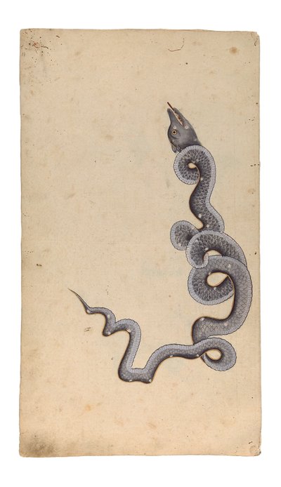 The Constellation of the Dragon: al-Tinnin, 1740 (neprůhledné wc, inkoust a zlato na papíře) od Indian School