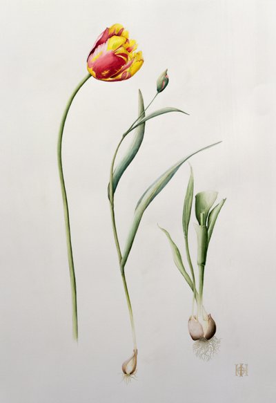 Papoušek tulipán, 1995 (wc) od Iona Hordern