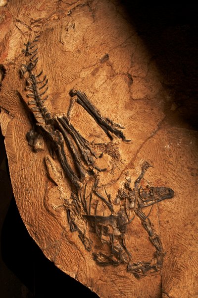 Bezzubý ceratosaurus v Ústavu paleontologie obratlovců a paleoantropologie v Xiaotangshan, severní Peking, Čína. od Ira Block