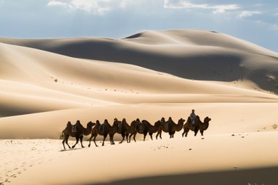 Karavana baktrijských velbloudů v Khongoryn Els v národním parku Gobi Gurvansaikhan..., 2016 (foto) od Ira Block