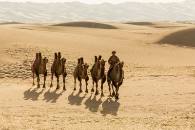 Karavana baktrijských velbloudů v poušti Jižní Gobi, Mongolsko., 2013 (foto) od Ira Block