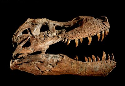 Fosilní lebka Tyranosaura Rexe "Sue.... od Ira Block