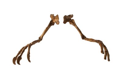 Mongolský dinosaurus Deinocheirus s obřími pažemi a drápy. od Ira Block