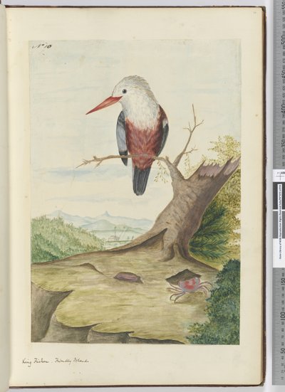 F.10 Král rybář. Friendly Islands, 1772-75 (wc) od Isaac Smith