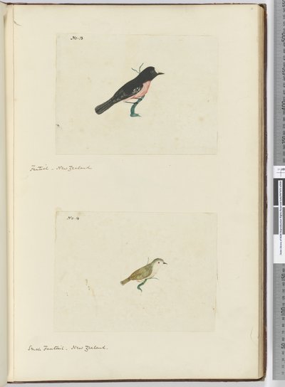 F.13 Fantail. Nový Zéland F.14 Malý vějířovitý. Nový Zéland, 1772-75 (wc) od Isaac Smith