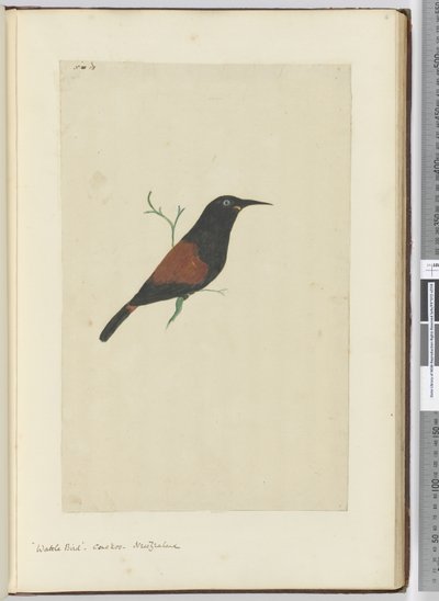 F.18 Pták proutí. Kukačka. Nový Zéland, 1772-75 (wc) od Isaac Smith