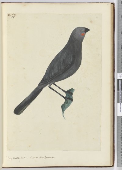 F.19 Velký proutí pták, kukačka. Nový Zéland, 1772-75 (wc) od Isaac Smith