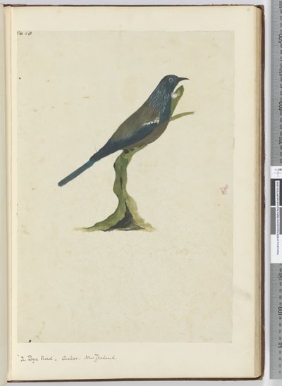 F.20 Ptáček poya, kukačka. Nový Zéland, 1772-75 (wc) od Isaac Smith