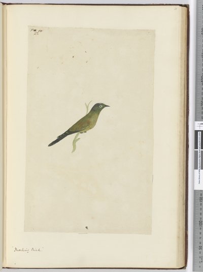 F.22 Mocking bird, 1772-75 (wc) od Isaac Smith
