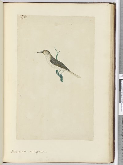 F.23 Malý kukač. Nový Zéland, 1772-75 (wc) od Isaac Smith