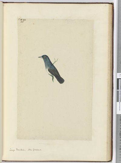 F.25 Velký vějířový ocas. Nový Zéland, 1772-75 (wc) od Isaac Smith