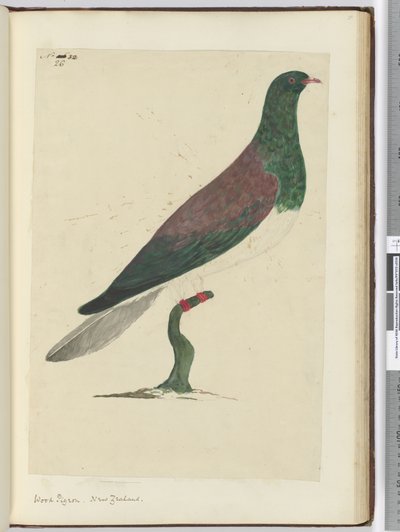 F.26 Holub hřivnáč. Nový Zéland, 1772-75 (wc) od Isaac Smith