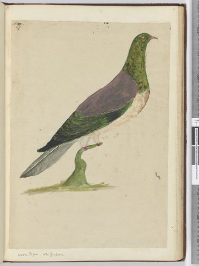 F.27 Holub hřivnáč. Nový Zéland, 1772-75 (wc) od Isaac Smith